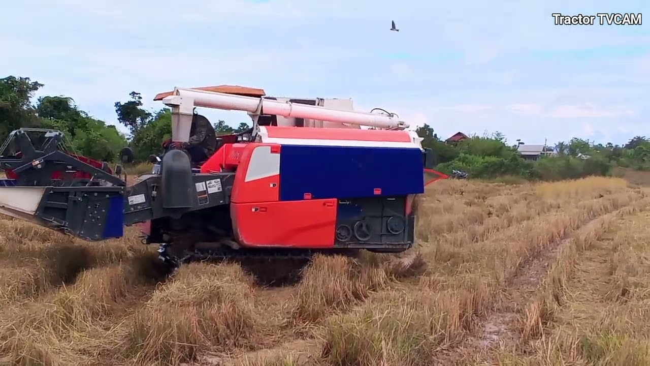 Amazing Machine Kubota DC108G Harvesting Rice Field!