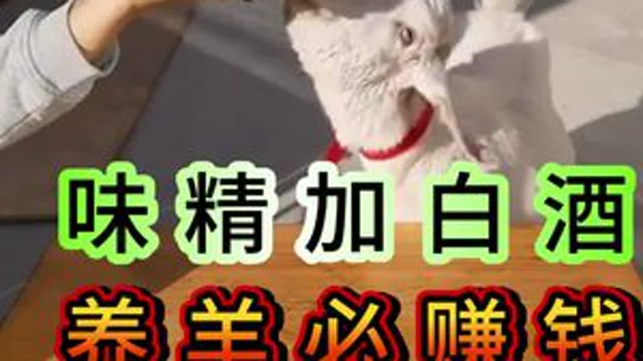 味精加白酒，养羊必赚钱  #养羊人#养羊技术#养羊经验#养羊