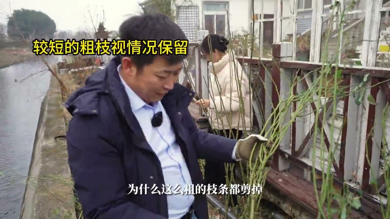 瑞典女王还能做花墙？狼哥教学花量直接翻倍【天狼说月季】