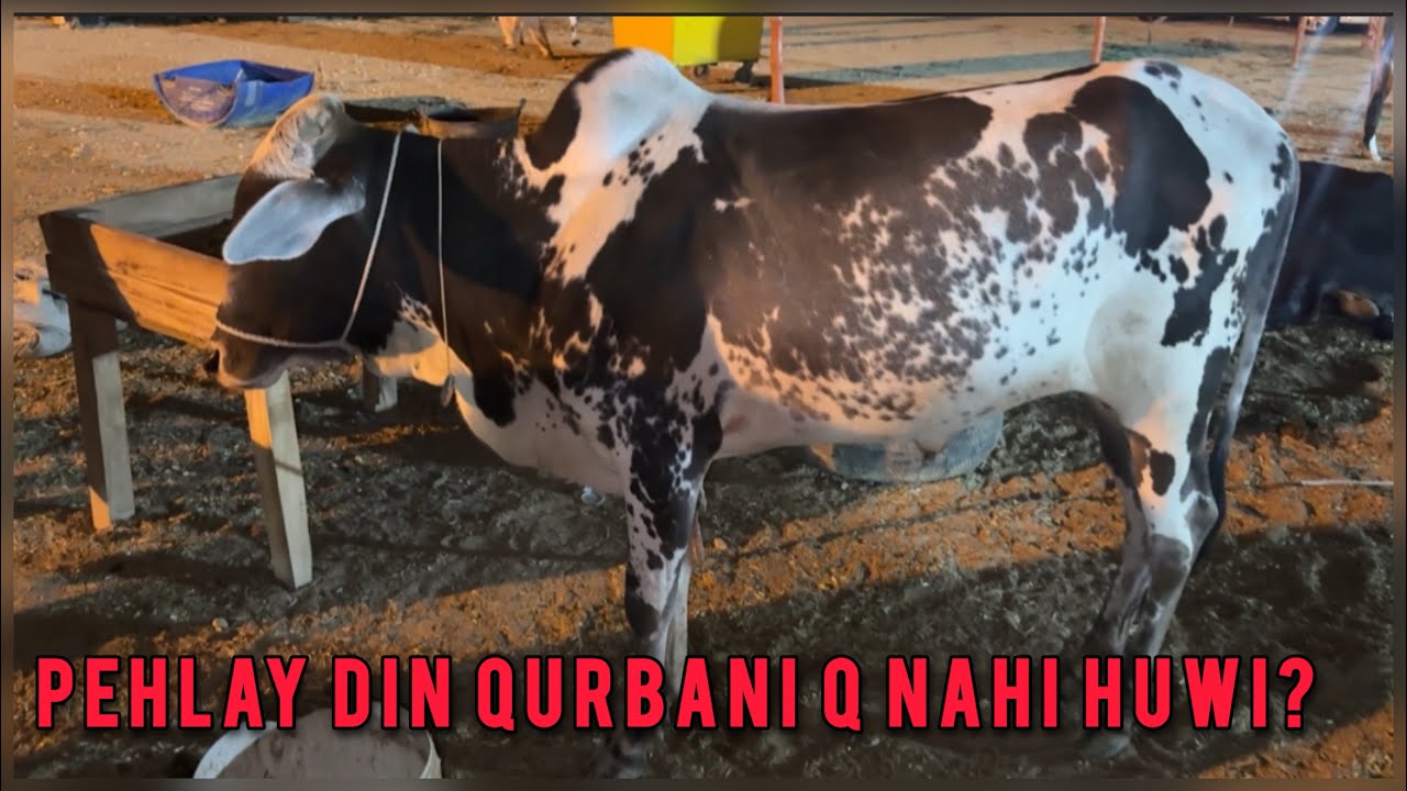EID AL AZHA MUBARAK 2025 | BAHRIA TOWN KARACHI #cow #eiduladha2025 #qurbani #qurbani2025