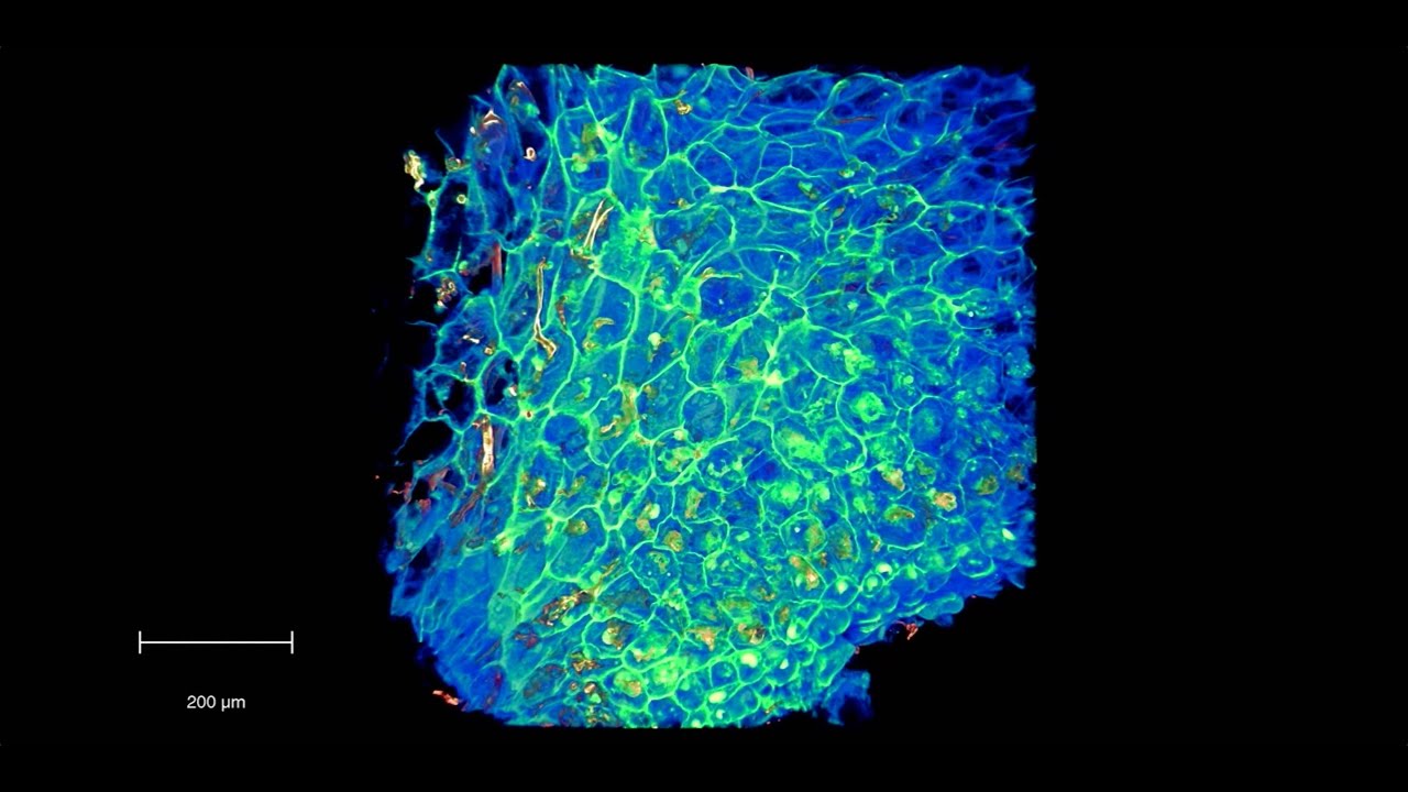Inside-out view of a plant's relationship with its symbiotic mycorrhizal fungal partners