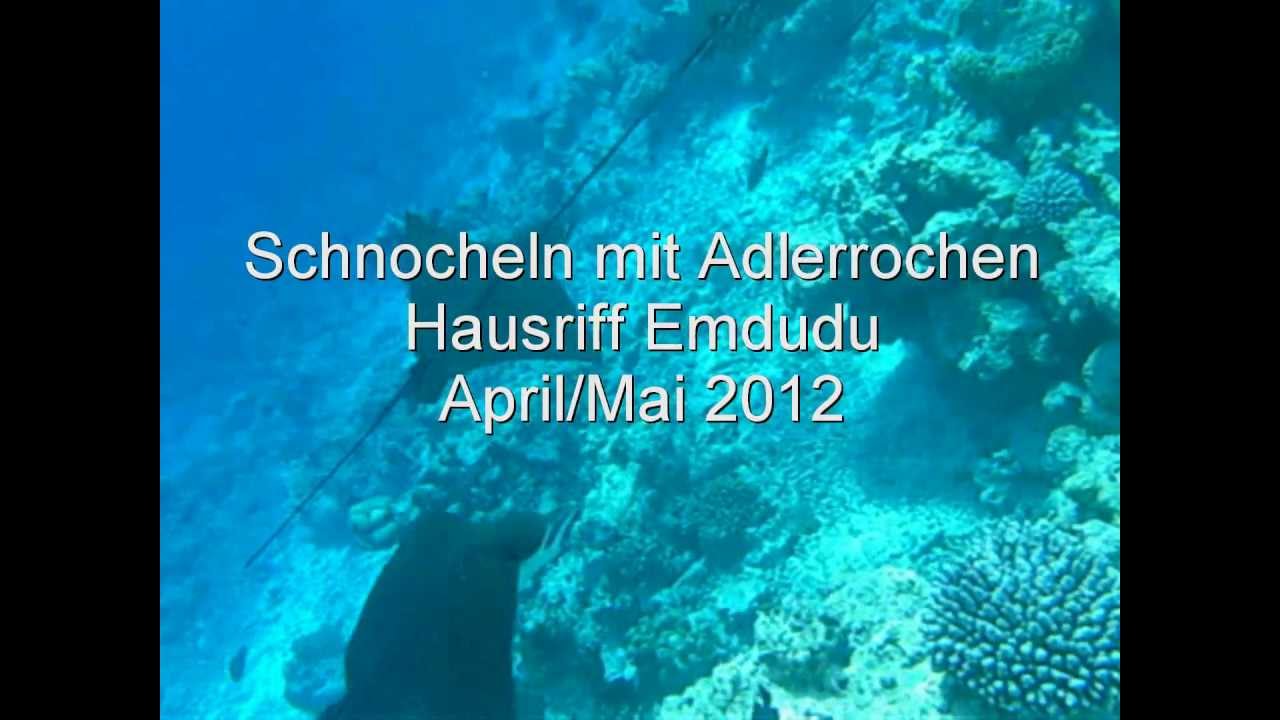 Embudu Village 2012 Schnorcheln mit Adlerrochen am Hausriff