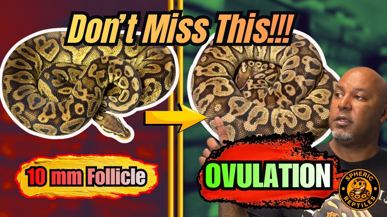 How to Identify Ball Python Follicle Stages (10mm to Ovulation)