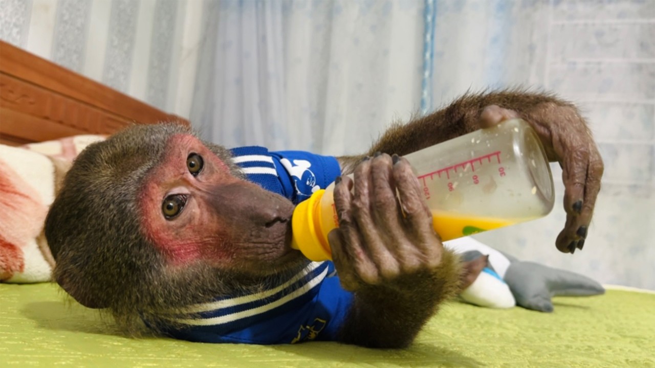 You’ll Melt Watching Abu Happily Sip His Milk After Returning Home