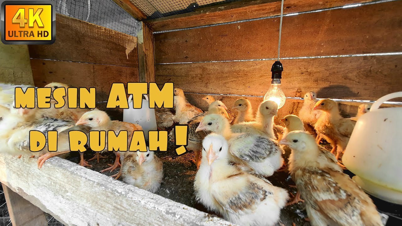 ✅ 4 JENIS REBAN AYAM || BUAT DUIT KELILING RUMAH