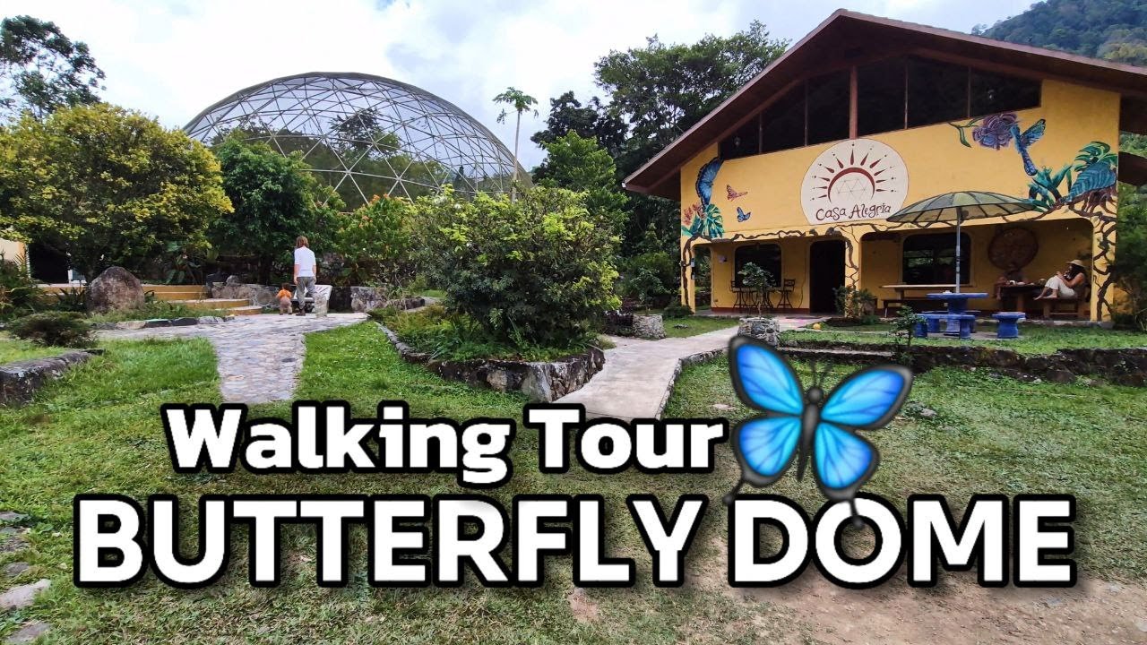 [4K][60fps ]Walking With Butterflies, Costa Rica 🦋 Mountains Of Perez Zeledon #virtualtour #walking