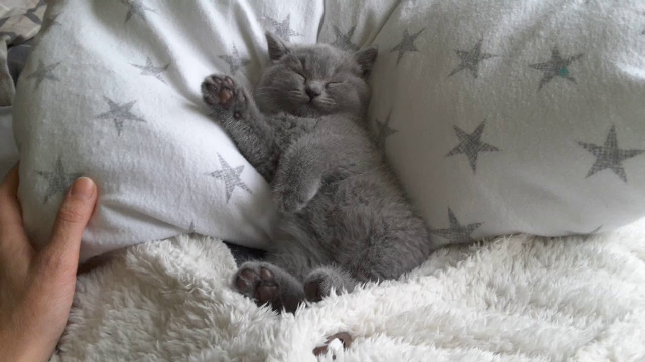 British Shorthair. What do you think about such a sweetie? - Juno, blue boy*cattery Calmcat British