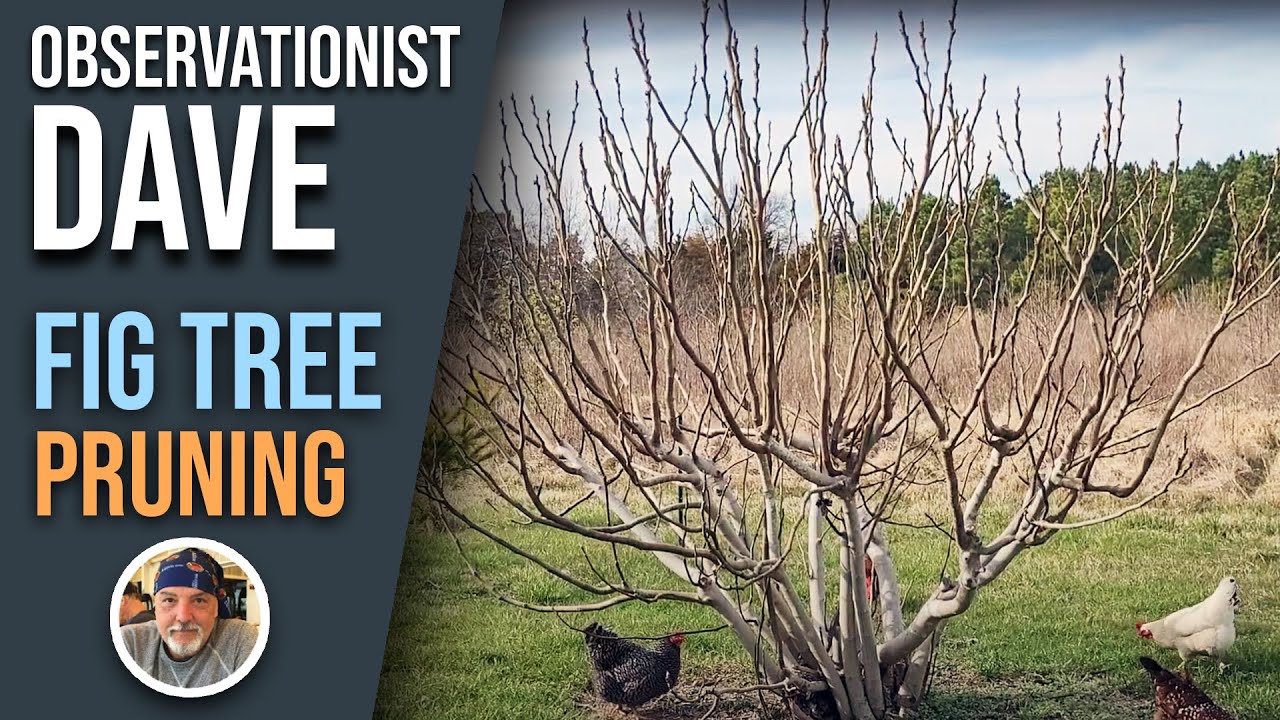 Fig Tree Pruning