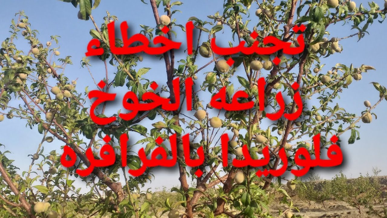 زراعة وإنتاج خوخ فلوريدا  (بالفرافره ) الوادي الجديد  واهم معاملات التحجيم  في الخوخ