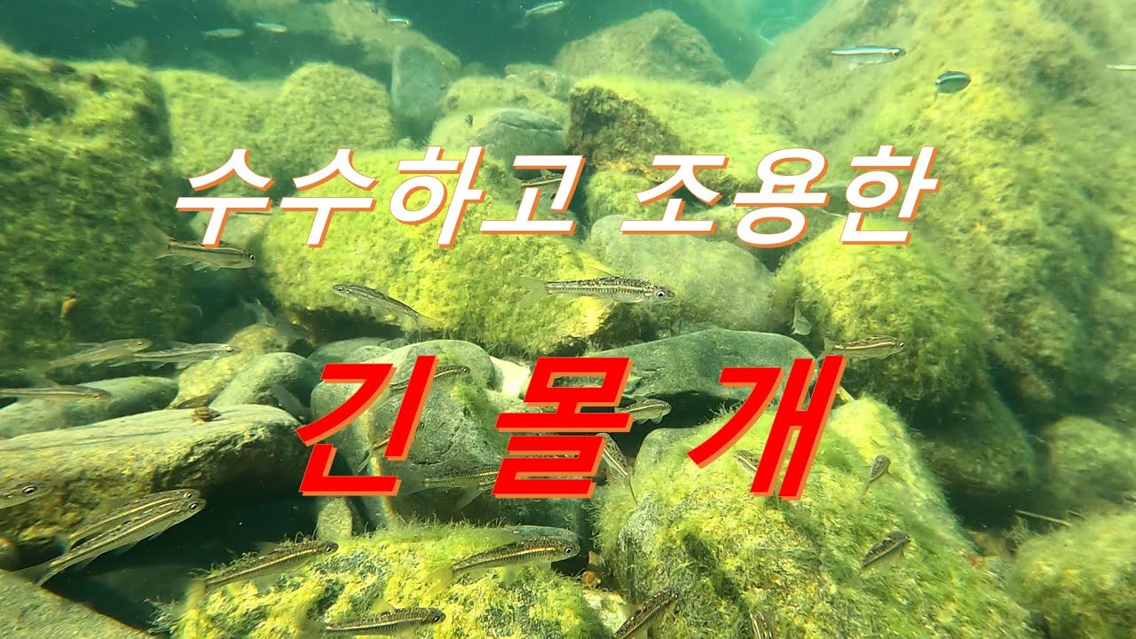 조용하고 수수한 긴몰개