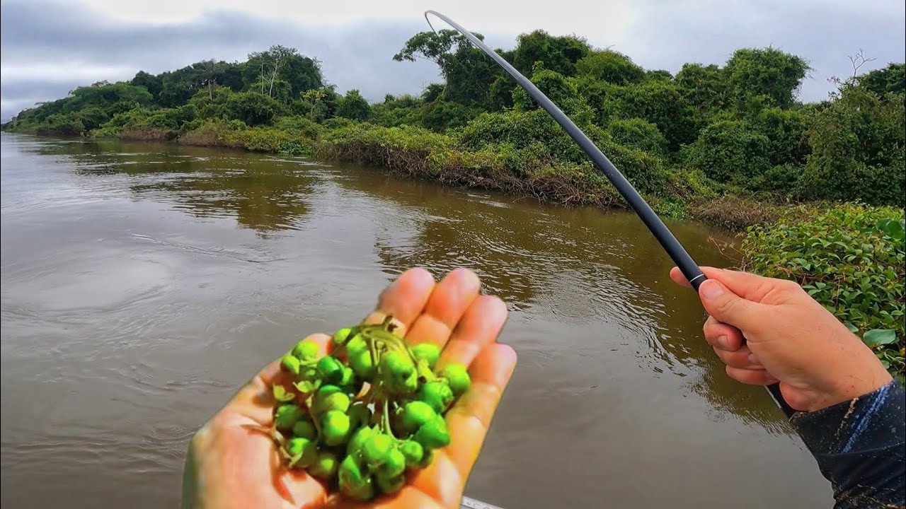USEI ESSA FRUTINHA DE ISCA E OLHA A ENCRENCA QUE ARRUMEI…Varinha de mão cantou 