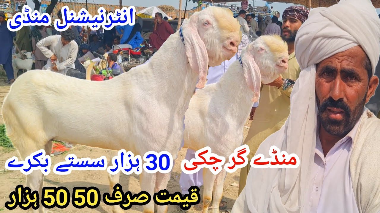 9 March 2026انٹرنیشنل منڈی علی گوٹ فارم 30 ہزار سستے بکرے قیمت صرف 50 ہزار 