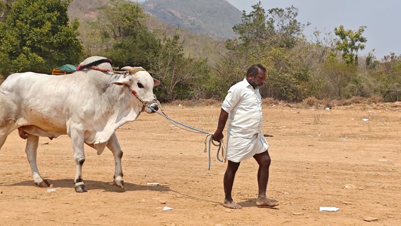 తిమ్మారెడ్డి పల్లె గ్రామం సీనియర్స్ విభాగం 3వ  జత భక్తుల బాలరాజు గారు BULLS