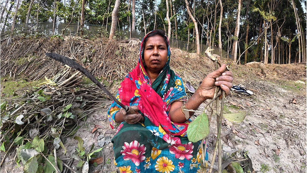 উপায় না পেয়ে মা লাকরি কুড়ানো শুরু করেদিলো । Lr Agro