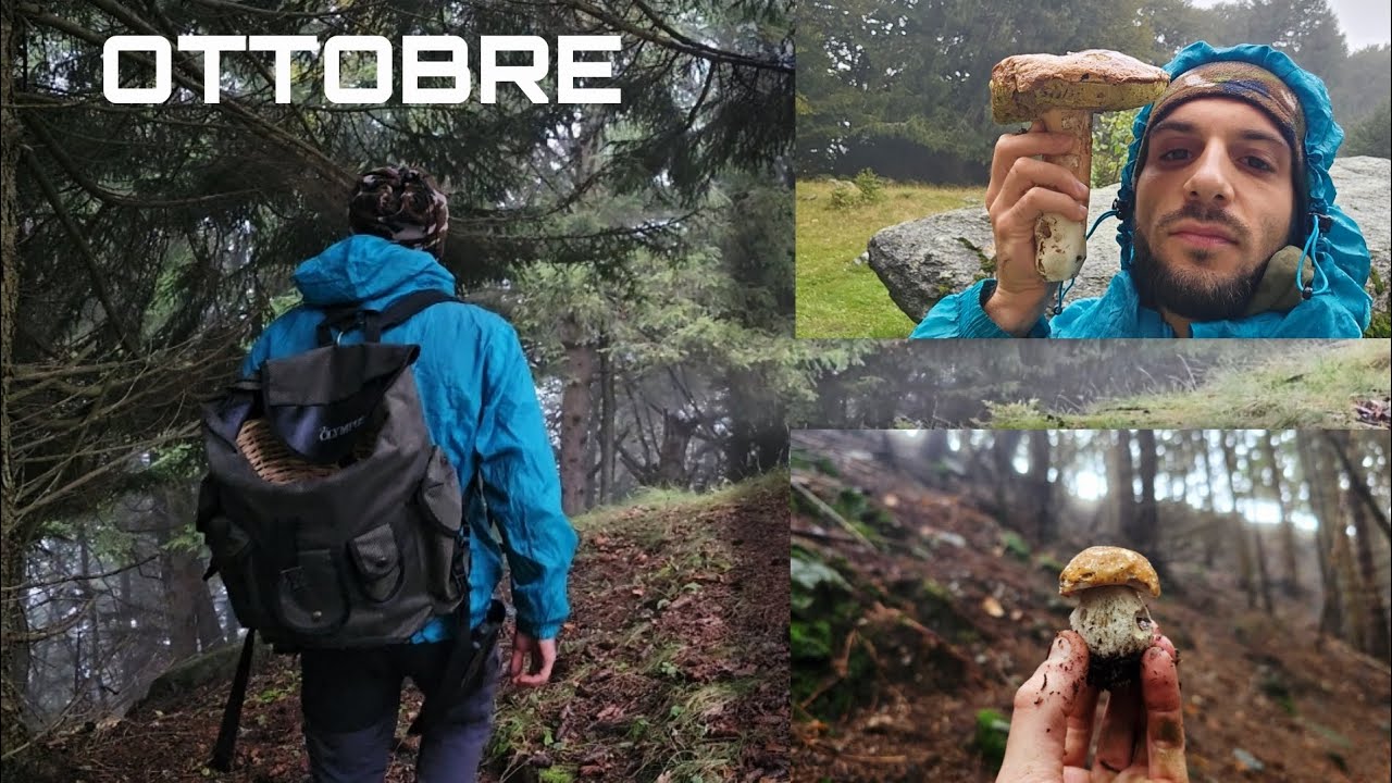 Raccolta Porcini di Ottobre in paradiso ⛰️ Siamo alla fine!?🍄