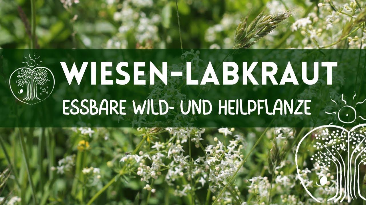 Wiesen-Labkraut - essbare Wildpflanze & Heilpflanze | Christoph Pollak