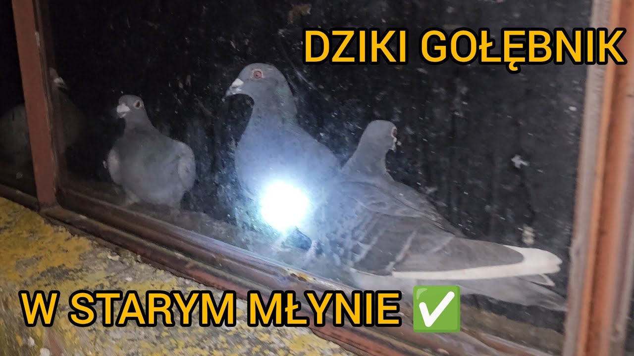 KOLEJNY DZIKI GOŁĘBNIK ODKRYTY ✅️ ZŁAPALIŚMY KILKA ASÓW 😁 Gołębie Pocztowe 2026