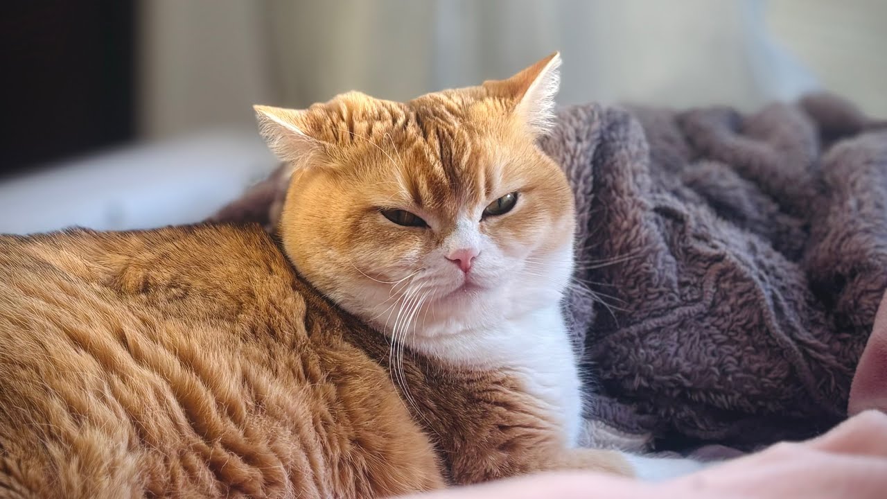 グルルル…ふみふみしながら喉を鳴らす巨大子猫🦣