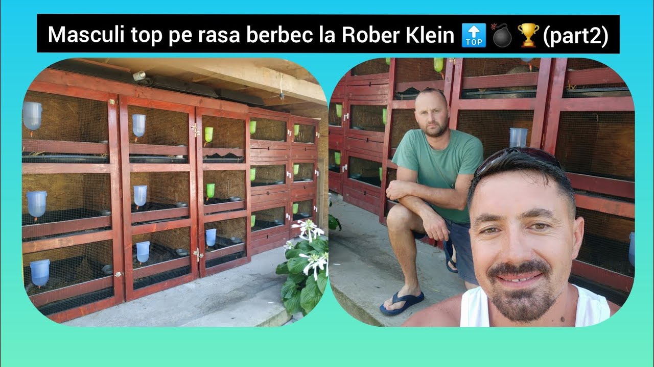 Matca de masculi rasa berbec german crescator Robert Klein Sibiu part2 🥇🔝🏆