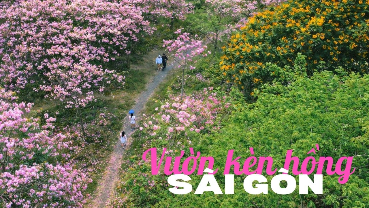 Vườn Kèn Hồng Gây Sốt Mạng Xã Hội | Giới Trẻ Đổ Về Check-in Ở TPHCM