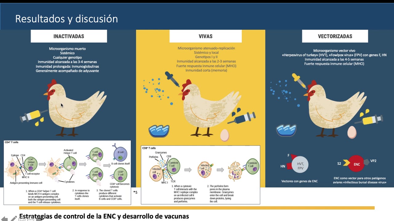 Aristizabal, Sophie: Dise&ntilde;o de un inmun&oacute;geno de nueva generaci&oacute;n para la prevenci&oacute;n y diagn&oacute;stico