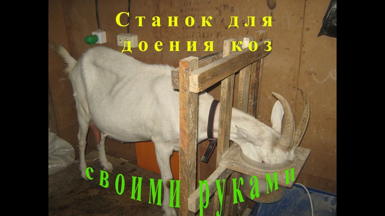 станок для доения коз