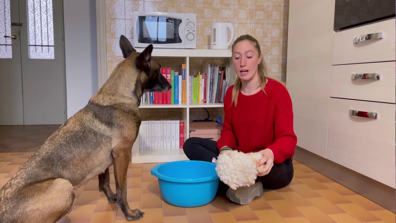 Ordina - come insegnarlo al mio cane  #inquarantenacolmiocane #tricks #dog #ordina
