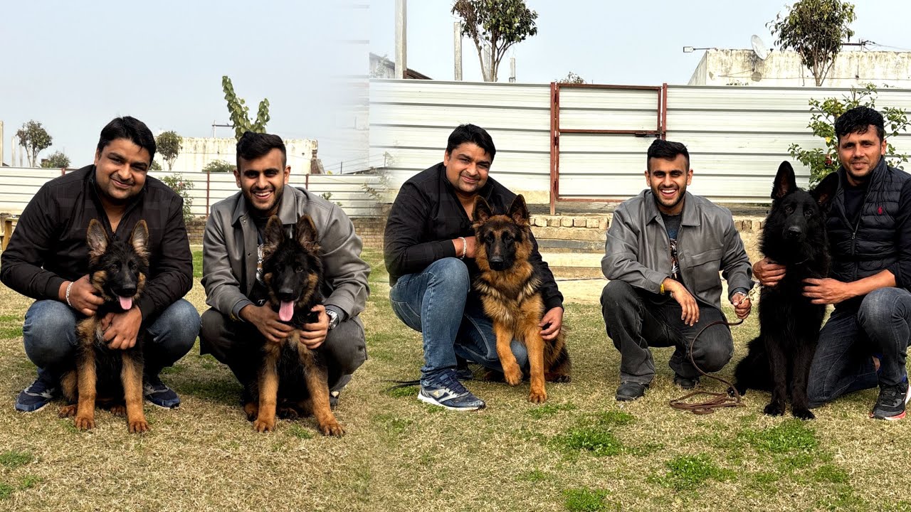 Top quality German Shepherd in MERRUT Uttarpradesh🤯😱