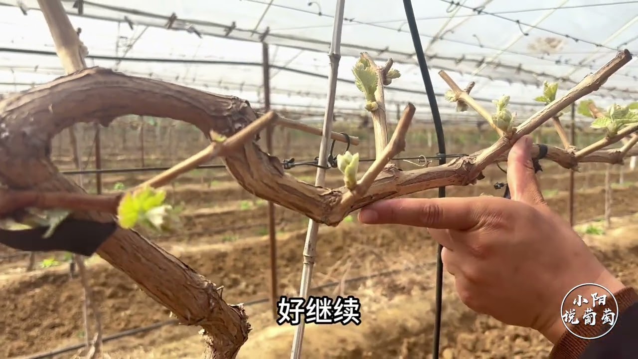 第一年开始挂果的葡萄树，该如何正确进行抹芽工作#萌芽 #抹芽 #阳光玫瑰 #葡萄 #农业种植