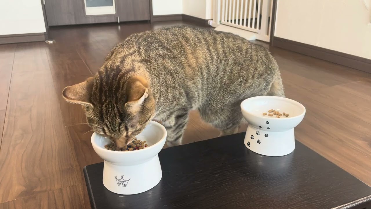 1769 20260209 夕食 Enjoy your meal, Bon appetit