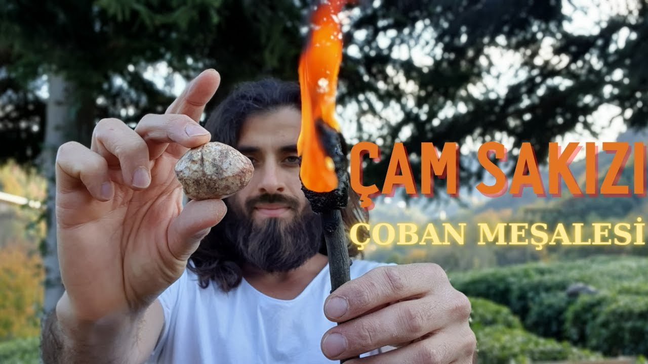 Çam Sakızı, Çoban Meşalesi | 
