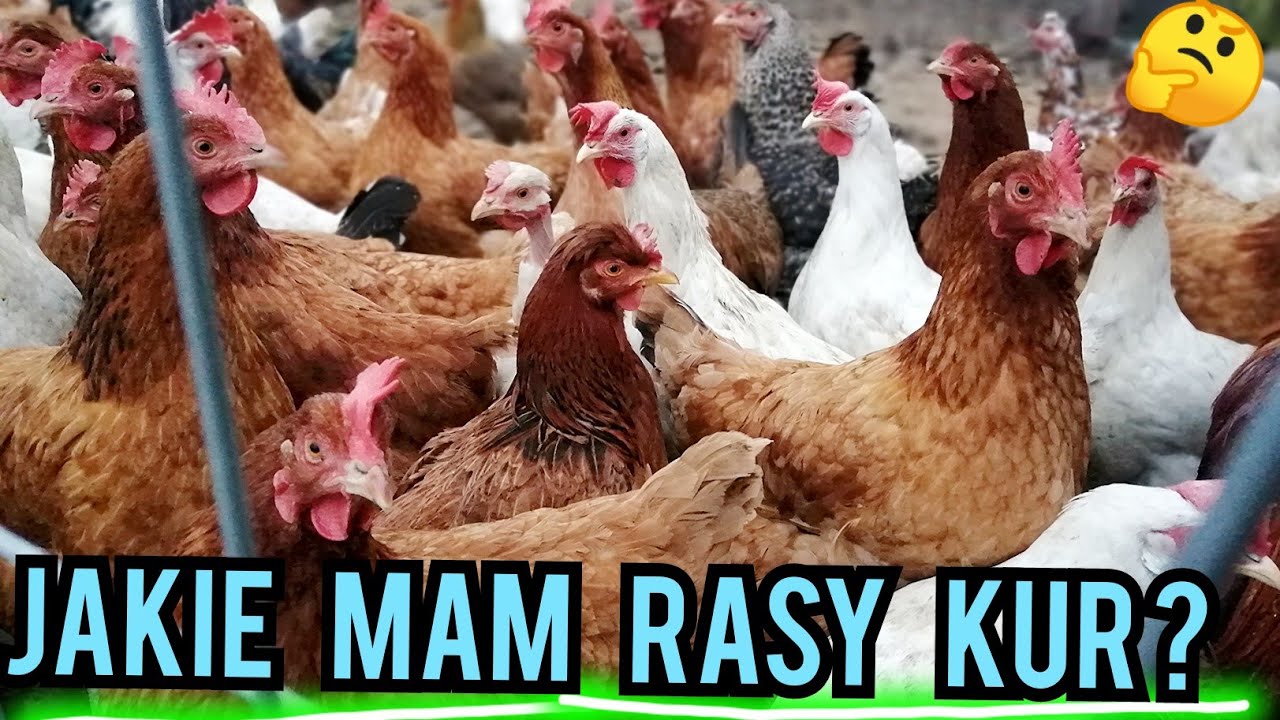 Jakie mam RASY kur?
