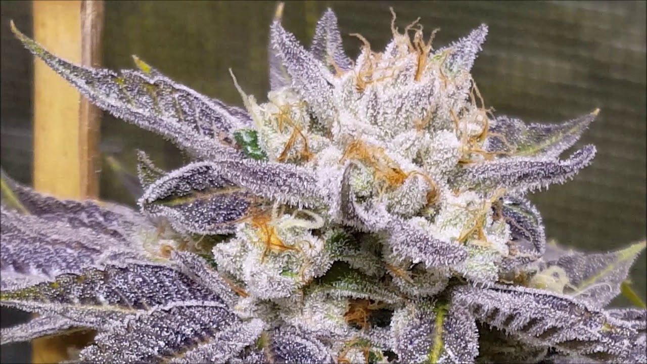 Brandy Wine , Cake Bomb , Chem 4 x Platinum - part 11