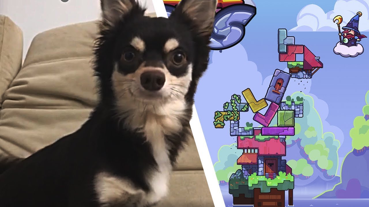 lobinho jogando Tricky Towers