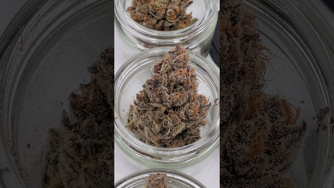 Slurricane IX Pheno Hunt- Rootbase