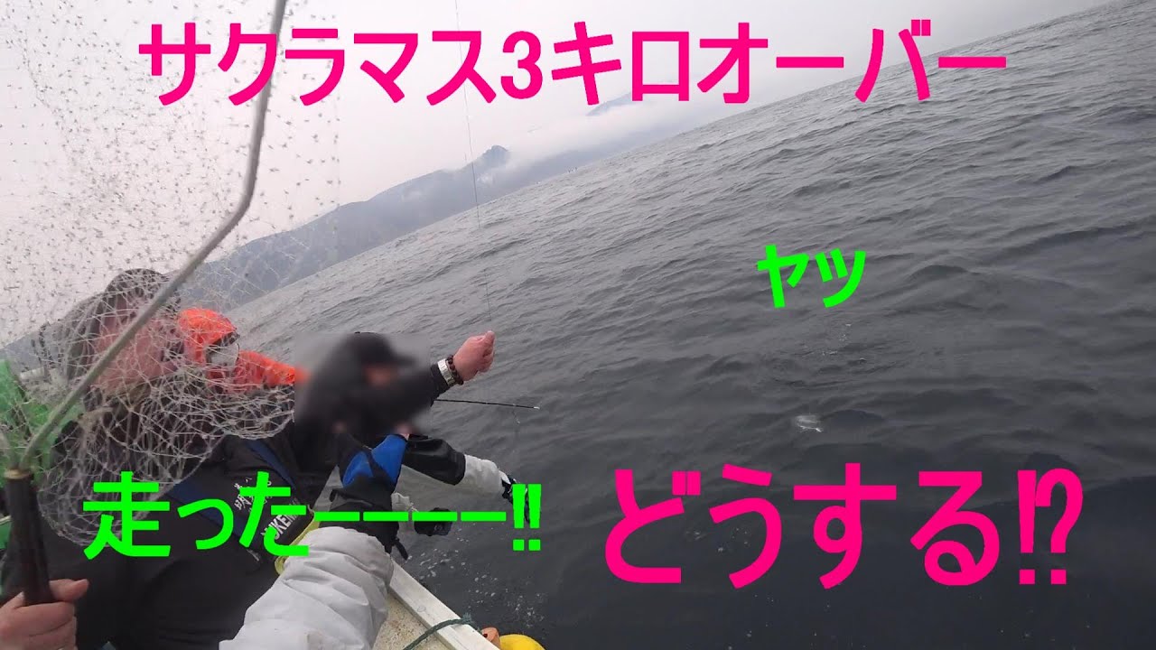 シャクリでサクラマス3キロオーバー!!シャクリの魅力に取り憑かれる！