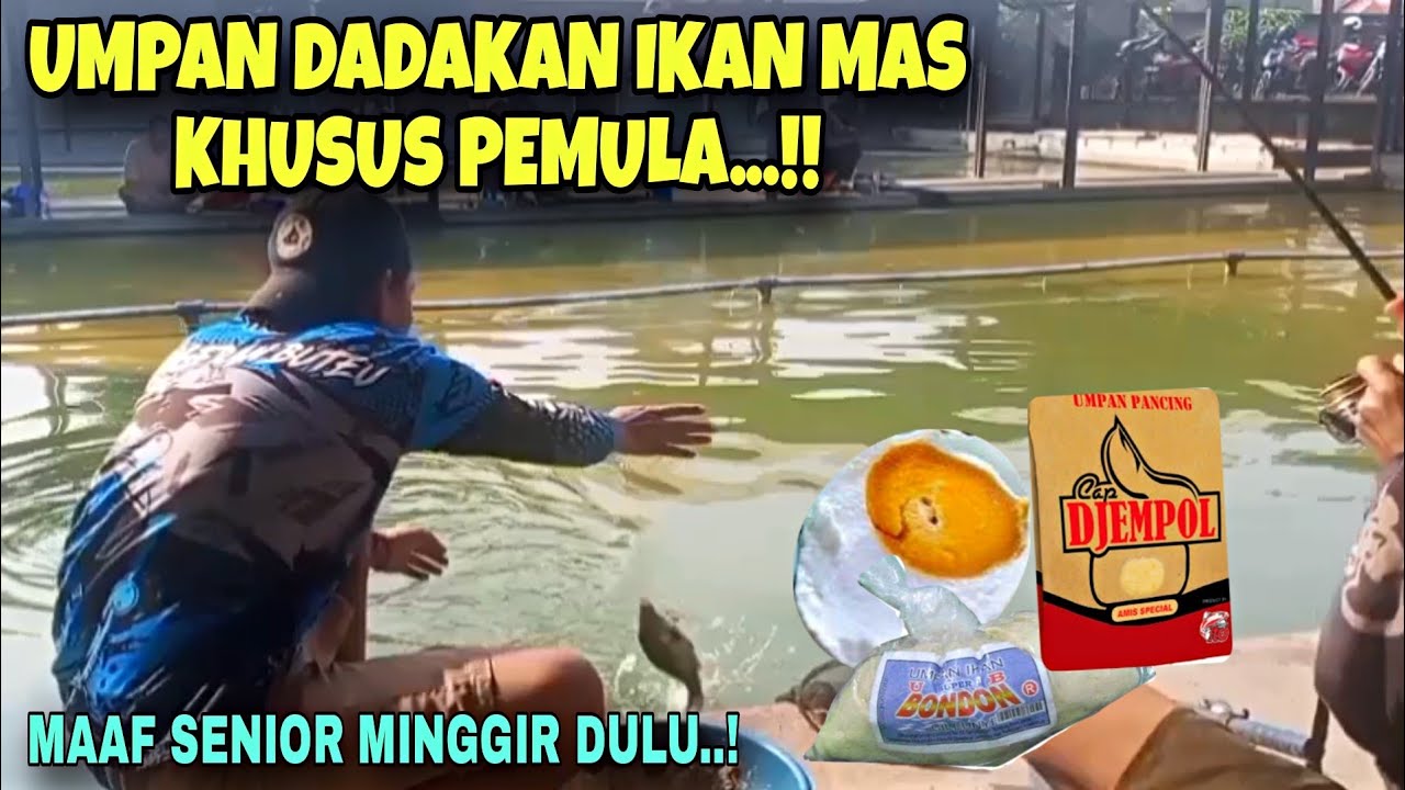 PEMULA PUN AUTO SUHU‼️PAKAI UMPAN DADAKAN INI MANCING IKAN MAS HARIAN TANPA ESSEN