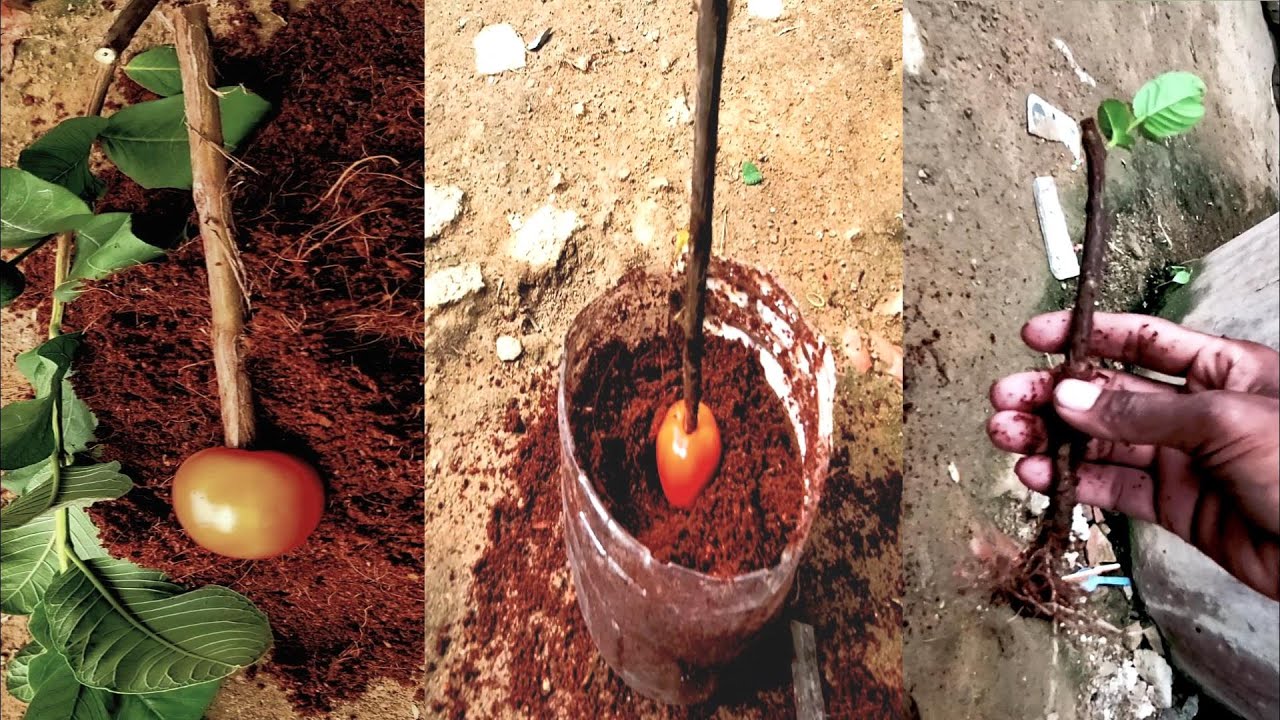 Growing Guava Tree Cutting In A Tomato / New Techniques /Agri CAMBO