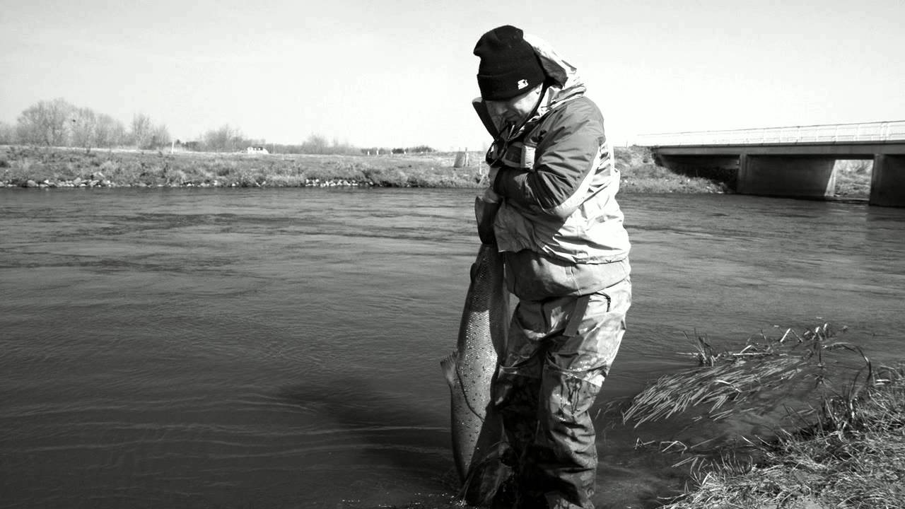 45 lbs Giant Salmon landed in River Skjern Denmark