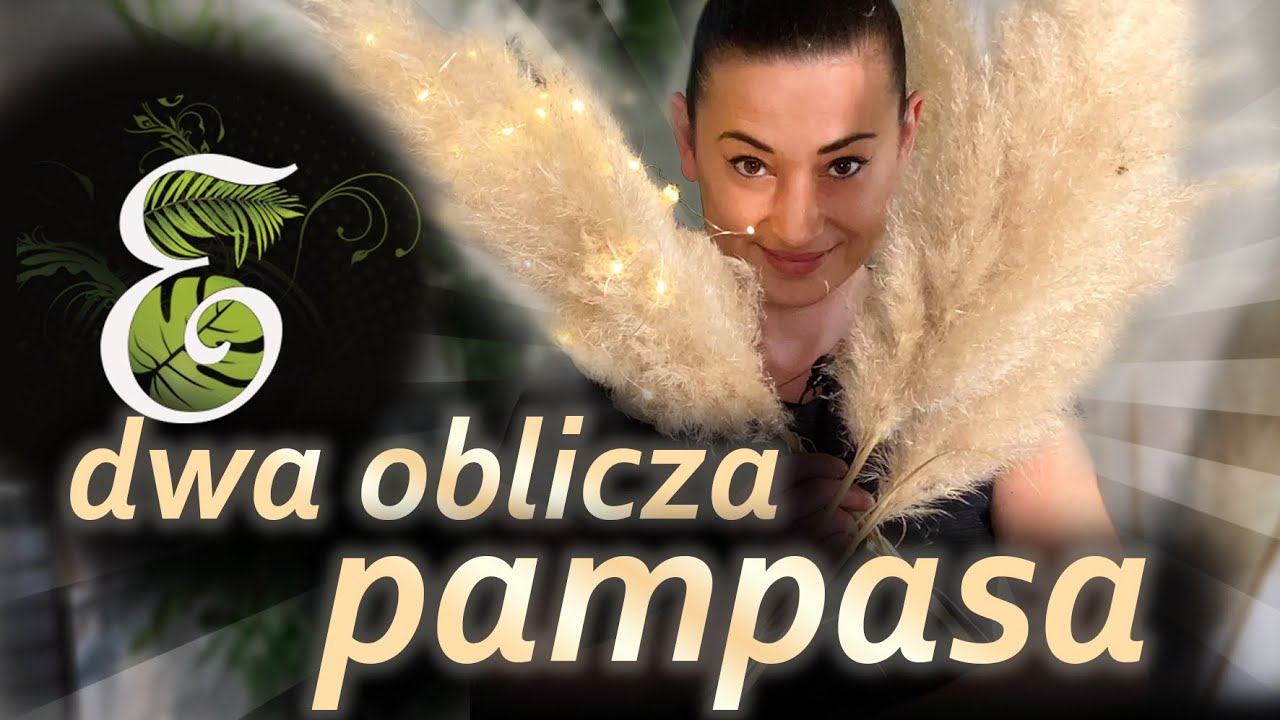 Trawa pampasowa, ozdoba domu i ogrodu. Dekoracje z traw ozdobnych.