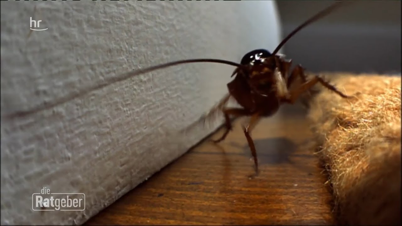 Insektenplage – Ungebetene Gäste im Küchenschrank | ratgeber
