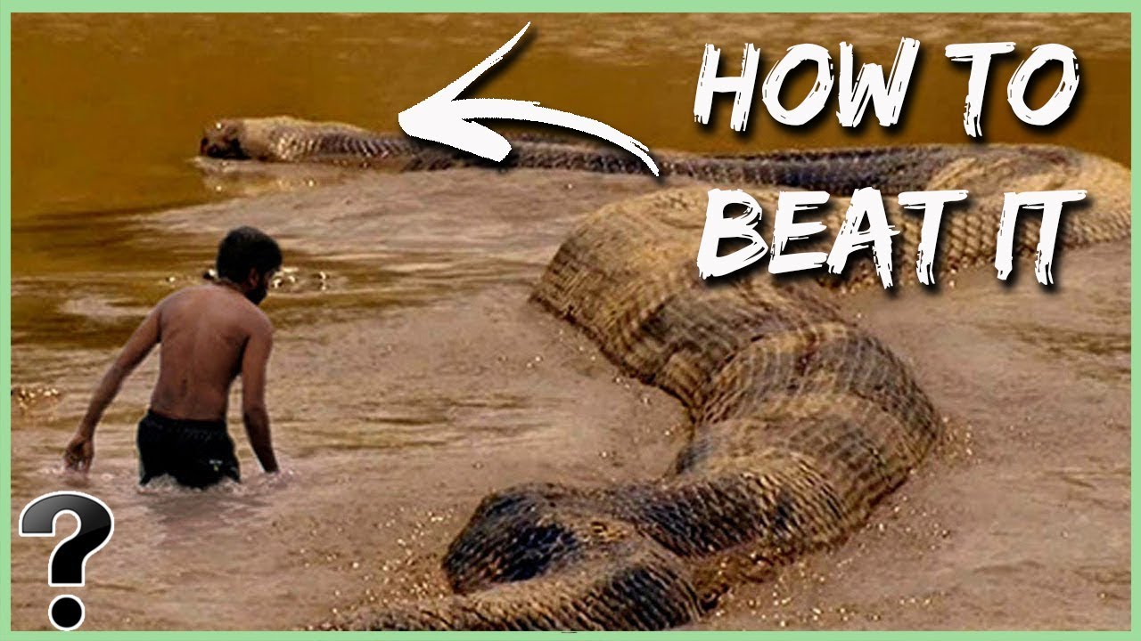 How Could You Defeat A Titanoboa Snake?