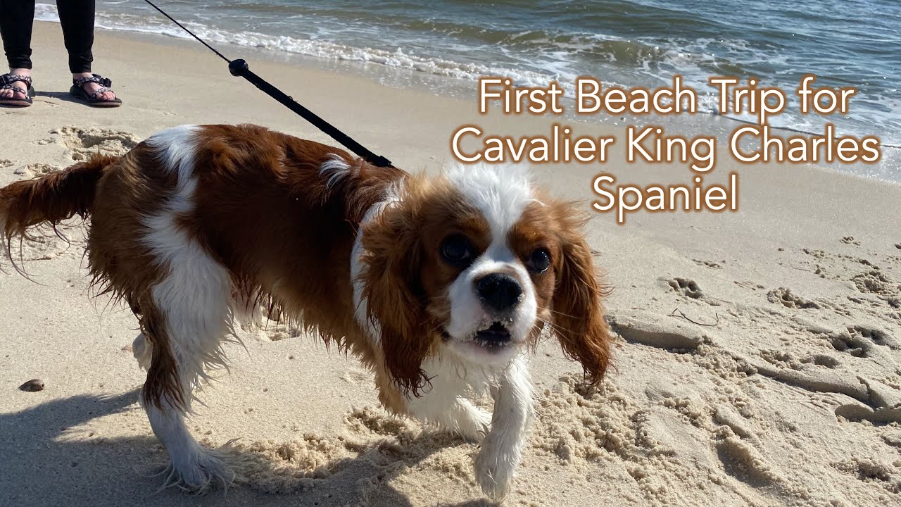 Cavalier King Charles Spaniel - First Beach Trip