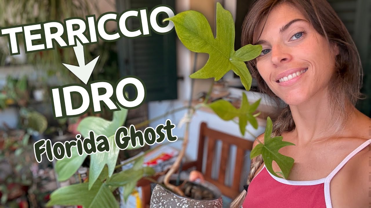 Da terriccio a IDROCOLTURA: trasferiamo il mio Philodendron Florida Ghost
