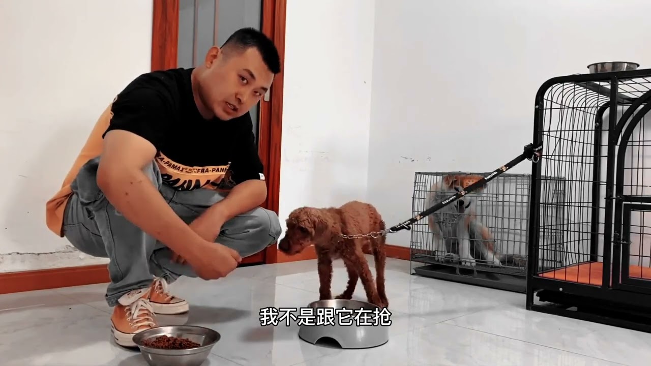 3岁泰迪护食咬人，虽然狗狗不会说话，但我知道它怕我跟它抢食，没办法直接绑起来屁股拍两下来纠正！