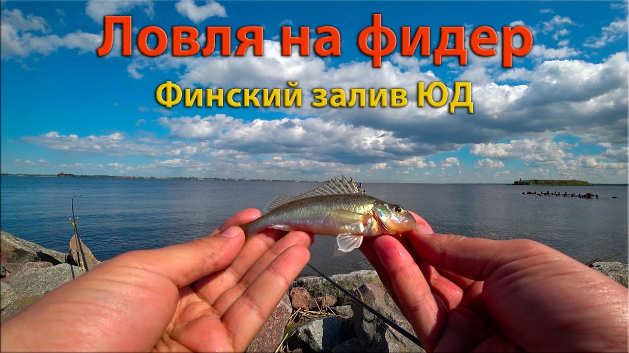 Ловля на фидер  I Финский залив I ЮДФЗ