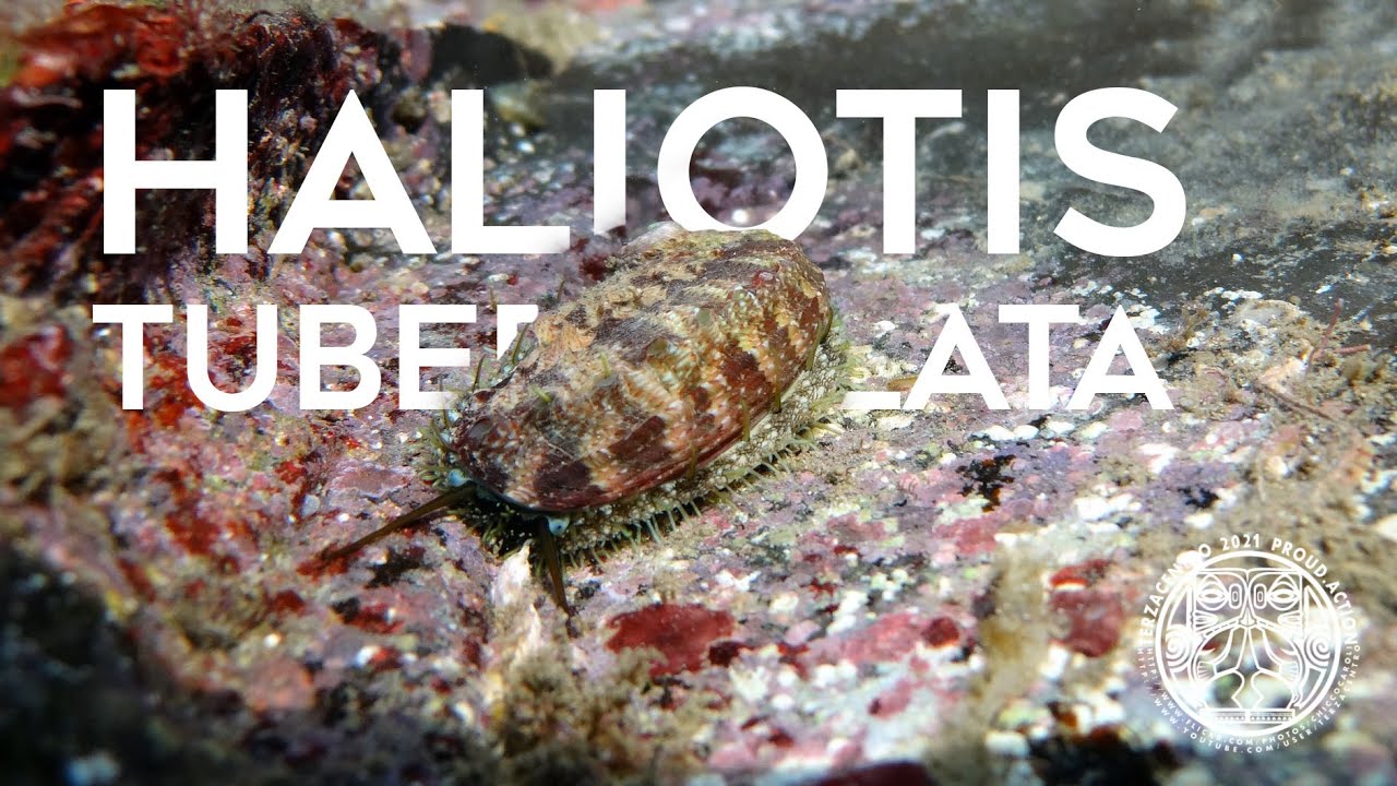 Haliotis tuberculata, Orecchio di mare. Superfast armored critter.