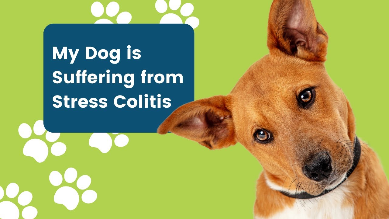 My Dog is Suffering from Stress Colitis
