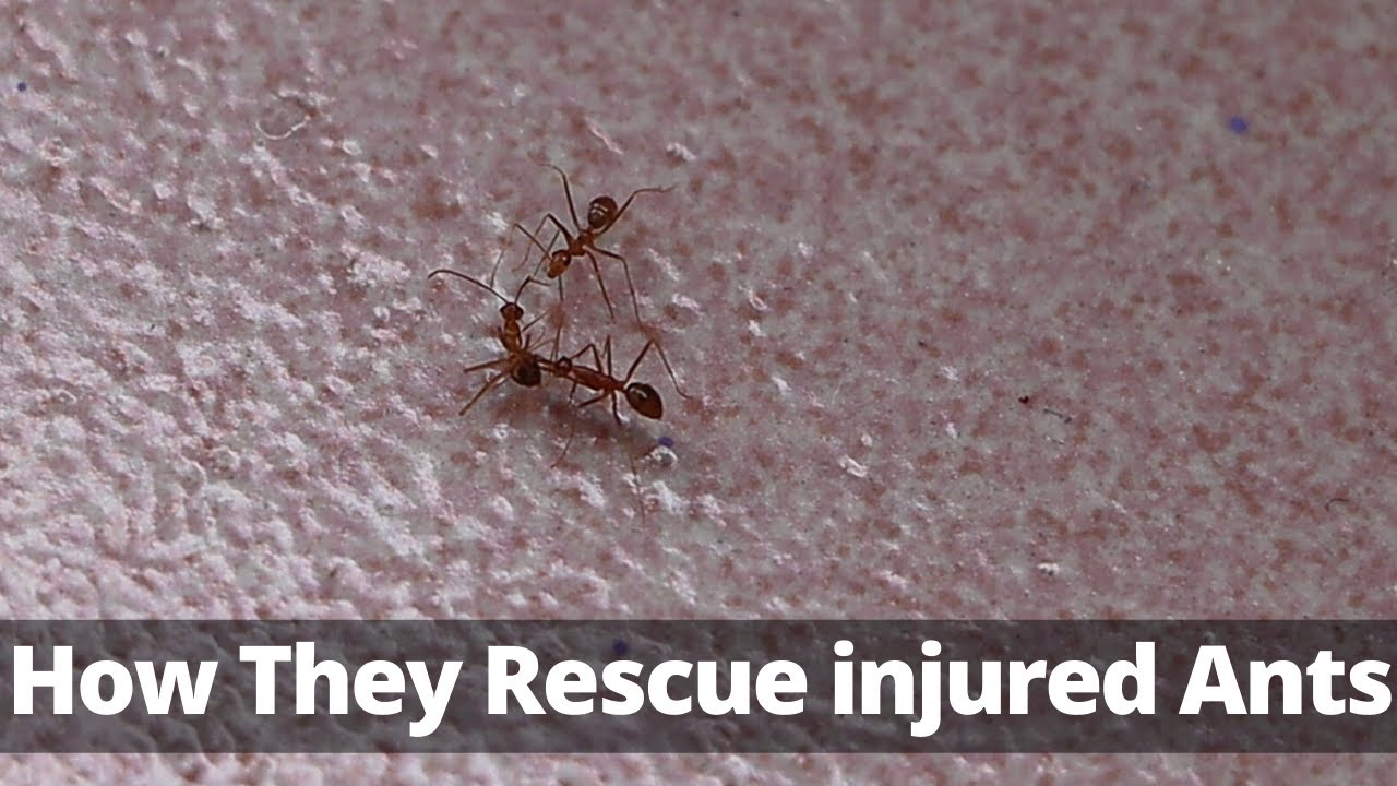 How To Ants Rescue An Injured Ant | Ants life |  Life of nature