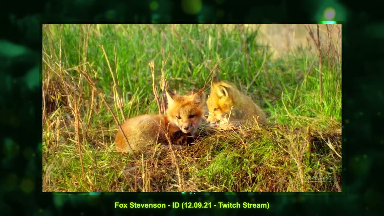 Fox Stevenson - ID (12.09.21 - Twitch Stream)